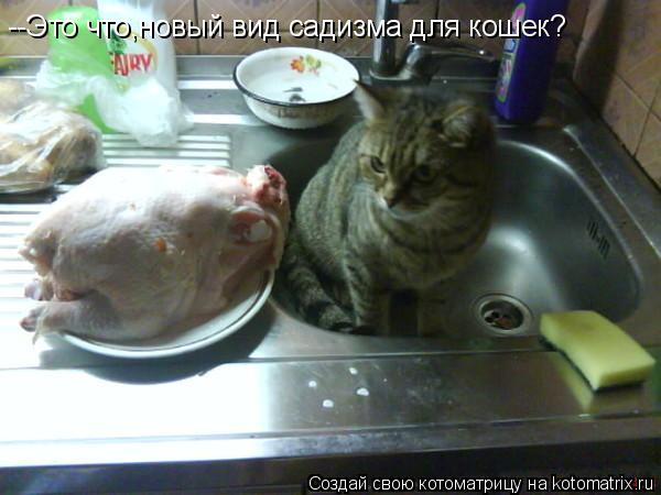 --Это что,новый вид садизма для кошек?... Котоматрица: --Это что,новый вид садизма для кошек?