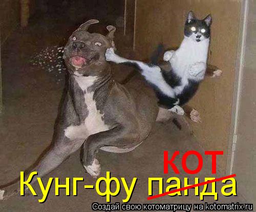 Кунг-фу панда _____ кот... Котоматрица: Кунг-фу панда _____ кот
