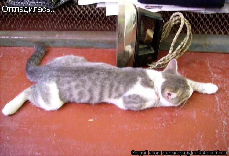 Отгладилась...... Котоматрица: Отгладилась...