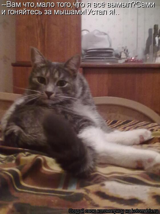 --Вам что,мало того,что я всё вымыл?Сами и гоняйтесь за мышами!Устал я!..... Котоматрица: --Вам что,мало того,что я всё вымыл?Сами и гоняйтесь за мышами!Устал я!..
