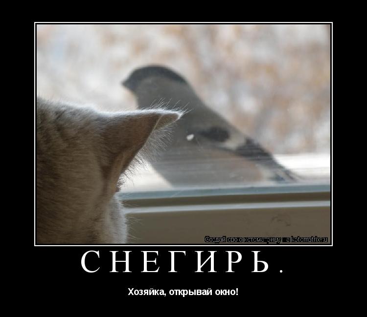 Снегирь. Хозяйка, открывай окно!... Котоматрица: Снегирь. Хозяйка, открывай окно!