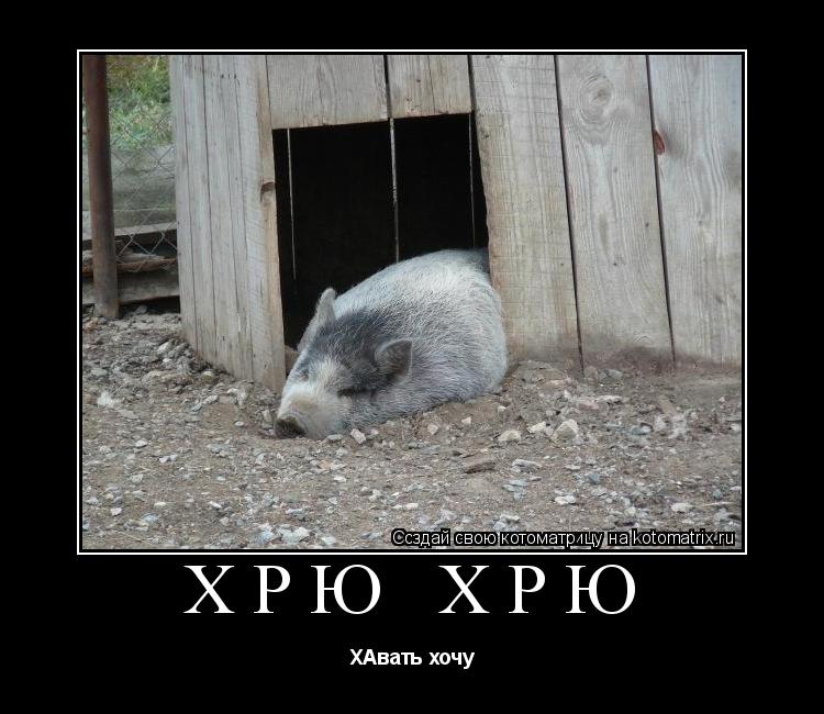 Хрю хрю ХАвать хочу... Котоматрица: Хрю хрю ХАвать хочу