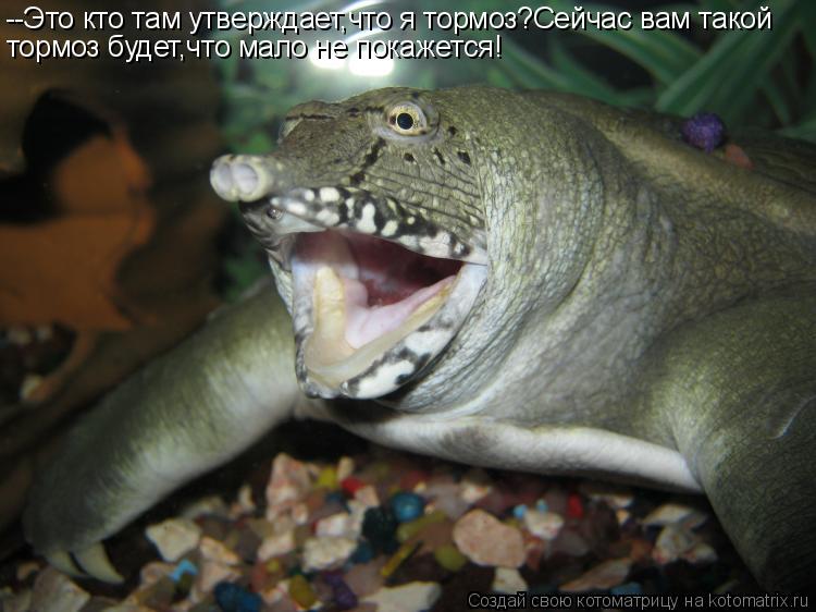 --Это кто там утверждает,что я тормоз?Сейчас вам такой тормоз будет,что мало не покажется!... Котоматрица: --Это кто там утверждает,что я тормоз?Сейчас вам такой тормоз будет,что мало не покажется!