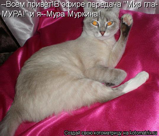 --Всем привет!В эфире передача "Мир гла- МУРА!" и я--Мура Муркина!... Котоматрица: --Всем привет!В эфире передача "Мир гла- МУРА!" и я--Мура Муркина!