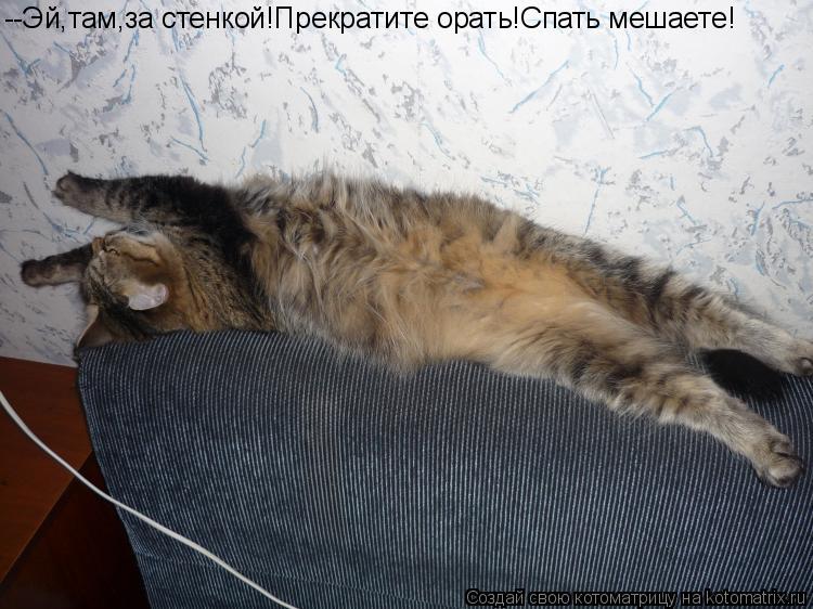 --Эй,там,за стенкой!Прекратите орать!Спать мешаете!... Котоматрица: --Эй,там,за стенкой!Прекратите орать!Спать мешаете!