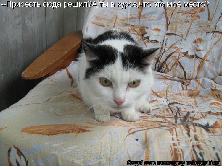 --Присесть сюда решил?А ты в курсе,что это моё место?... Котоматрица: --Присесть сюда решил?А ты в курсе,что это моё место?
