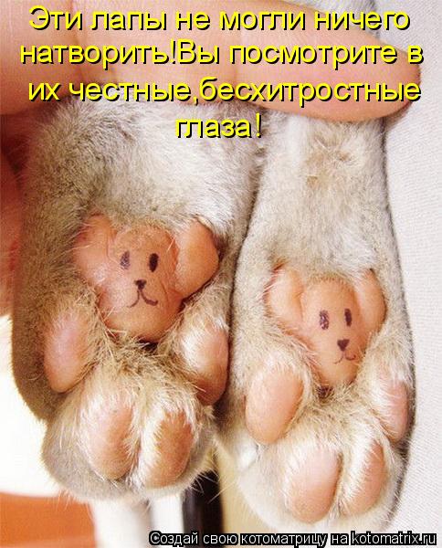 Эти лапы не могли ничего натворить!Вы посмотрите в их честные,бесхитростные глаза!... Котоматрица: Эти лапы не могли ничего натворить!Вы посмотрите в их честные,бесхитростные глаза!