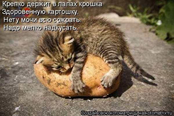 Крепко держит в лапах крошка Здоровенную картошку. Нету мочи всю сожрать. Надо мелко надкусать.... Котоматрица: Крепко держит в лапах крошка Здоровенную картошку. Нету мочи всю сожрать. Надо мелко надкусать.