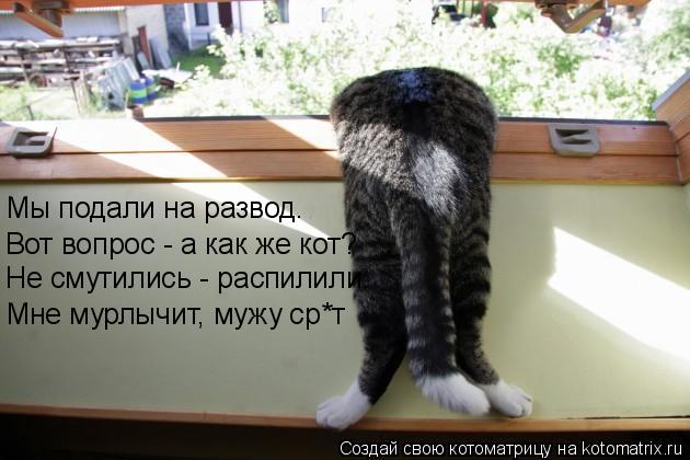 Мы подали на развод. Вот вопрос - а как же кот? Не смутились - распилили. Мне мурлычит, мужу ср*т... Котоматрица: Мы подали на развод. Вот вопрос - а как же кот? Не смутились - распилили. Мне мурлычит, мужу ср*т