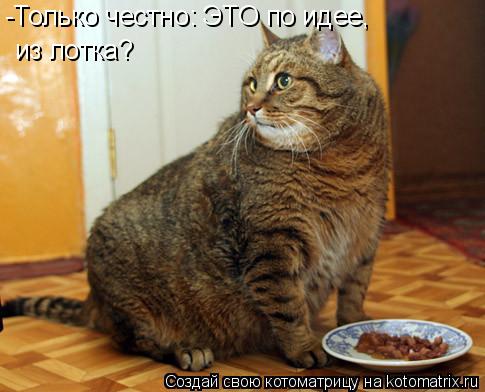 -Только честно: ЭТО по идее, из лотка?... Котоматрица: -Только честно: ЭТО по идее, из лотка?