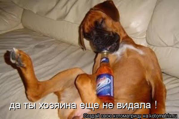 да ты хозяина еще не видала !... Котоматрица: да ты хозяина еще не видала !