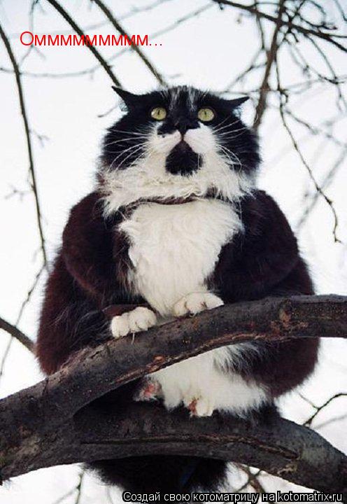 Оммммммммм...... Котоматрица: Оммммммммм...
