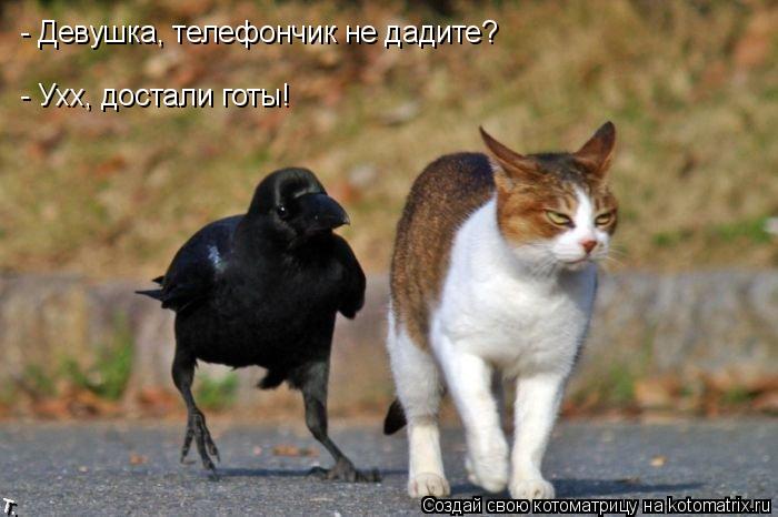 - Девушка, телефончик не дадите? - Ухх, достали готы!... Котоматрица: - Девушка, телефончик не дадите? - Ухх, достали готы!
