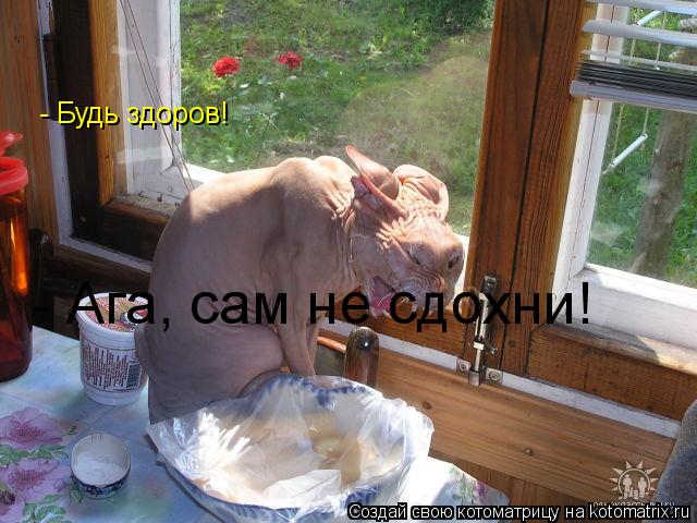 - Будь здоров! - Ага, сам не сдохни!... Котоматрица: - Будь здоров! - Ага, сам не сдохни!