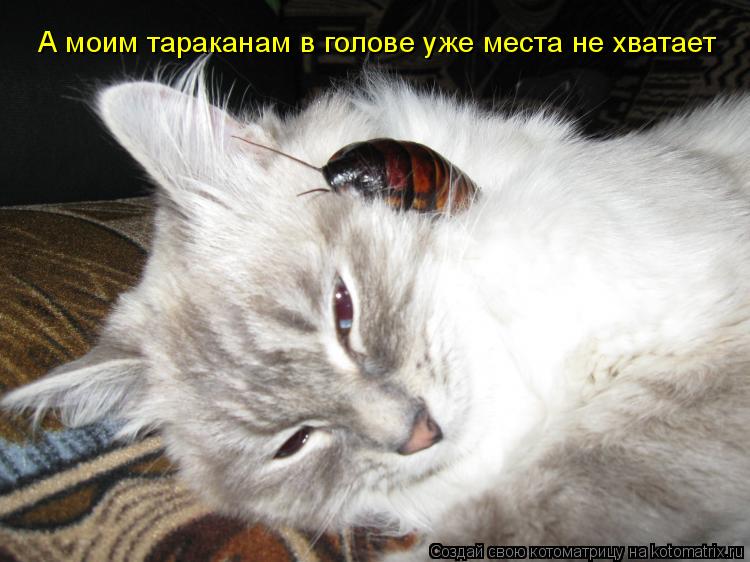 А моим тараканам в голове уже места не хватает... Котоматрица: А моим тараканам в голове уже места не хватает