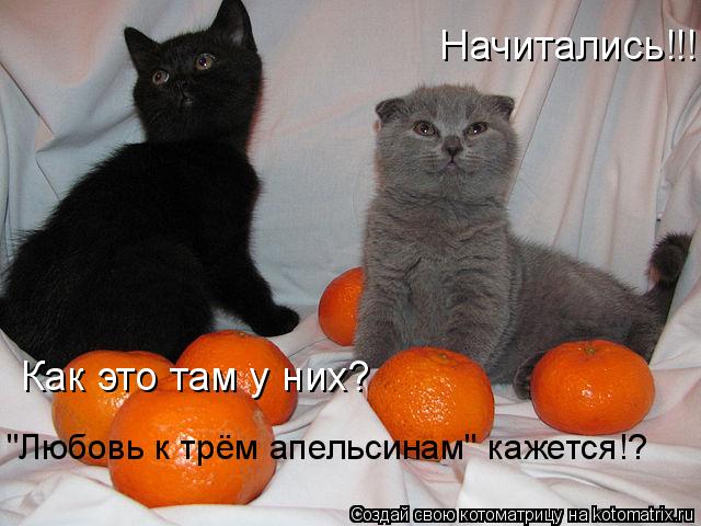 Начитались!!! Как это там у них? "Любовь к трём апельсинам" кажется!?... Котоматрица: Начитались!!! Как это там у них? "Любовь к трём апельсинам" кажется!?