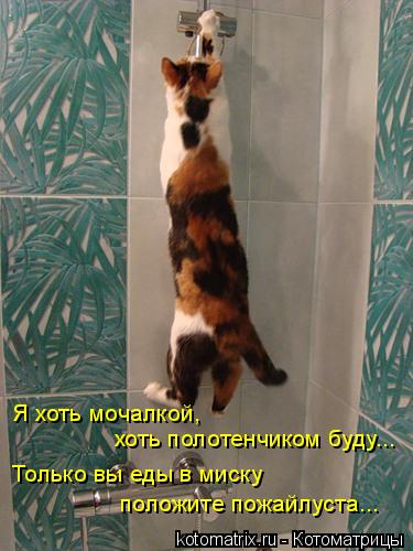 Я хоть мочалкой, хоть полотенчиком буду... Только вы еды в миску положите пожайлуста...... Котоматрица: Я хоть мочалкой, хоть полотенчиком буду... Только вы еды в миску положите пожайлуста...
