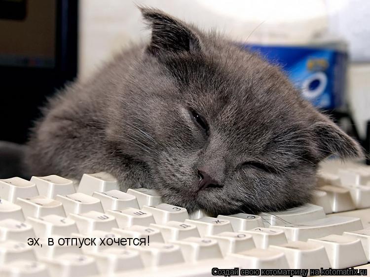 эх, в отпуск хочется!... Котоматрица: эх, в отпуск хочется!