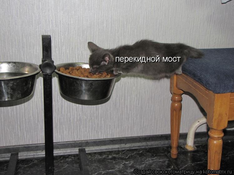 перекидной мост... Котоматрица: перекидной мост