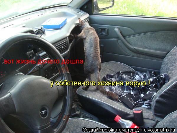вот жизнь дочего дошла у собственого хозяина ворую !... Котоматрица: вот жизнь дочего дошла у собственого хозяина ворую !