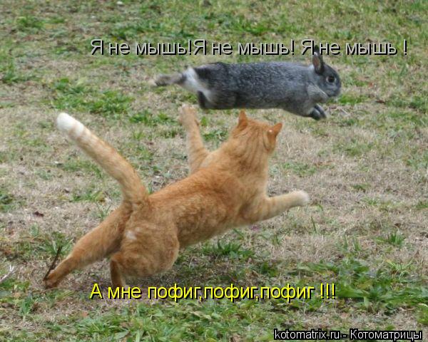 Я не мышь!Я не мышь! Я не мышь ! А мне пофиг,пофиг,пофиг !!!... Котоматрица: Я не мышь!Я не мышь! Я не мышь ! А мне пофиг,пофиг,пофиг !!!