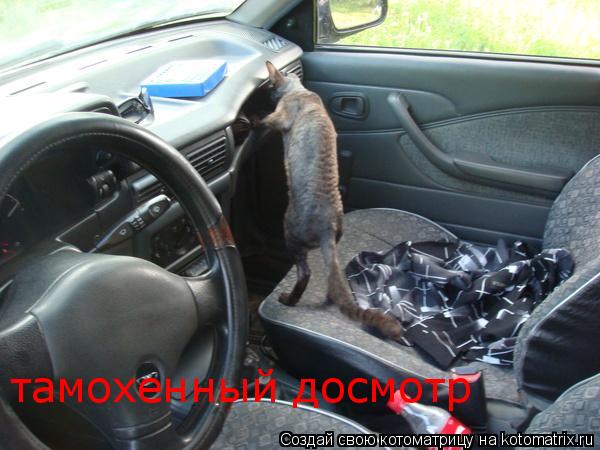 тамохенный досмотр... Котоматрица: тамохенный досмотр