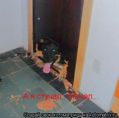 А я стучал...стучал...... Котоматрица: А я стучал...стучал...