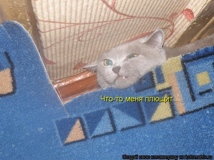Что-то меня плющит...... Котоматрица: Что-то меня плющит...