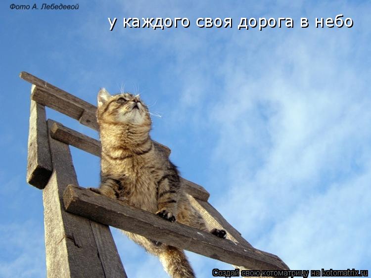 у каждого своя дорога в небо... Котоматрица: у каждого своя дорога в небо