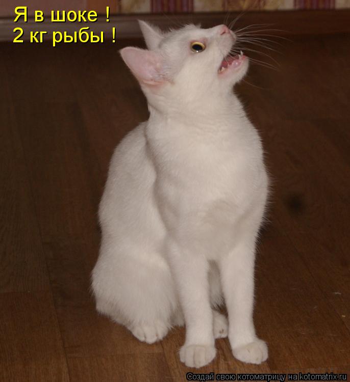Я в шоке ! 2 кг рыбы !... Котоматрица: Я в шоке ! 2 кг рыбы !