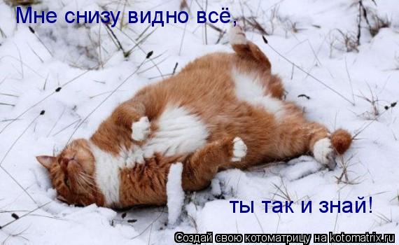 Мне снизу видно всё, ты так и знай!... Котоматрица: Мне снизу видно всё, ты так и знай!