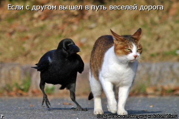 Если с другом вышел в путь веселей дорога... Котоматрица: Если с другом вышел в путь веселей дорога