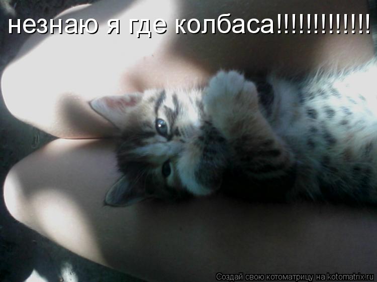 незнаю я где колбаса!!!!!!!!!!!!!... Котоматрица: незнаю я где колбаса!!!!!!!!!!!!!
