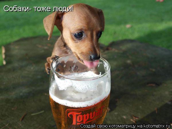 Собаки- тоже люди!... Котоматрица: Собаки- тоже люди!