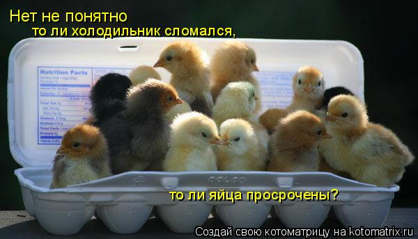 Нет не понятно то ли холодильник сломался, то ли яйца просрочены?... Котоматрица: Нет не понятно то ли холодильник сломался, то ли яйца просрочены?