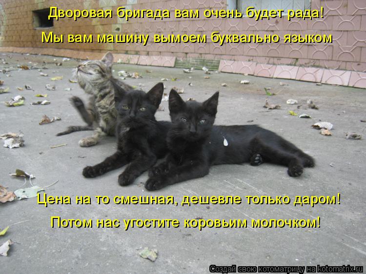 Дворовая бригада вам очень будет рада! Мы вам машину вымоем буквально языком Цена на то смешная, деше... Котоматрица: Дворовая бригада вам очень будет рада! Мы вам машину вымоем буквально языком Цена на то смешная, дешевле только даром! Потом нас угостите ко