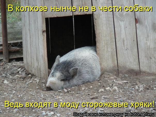 В колхозе нынче не в чести собаки Ведь входят в моду сторожевые хряки!... Котоматрица: В колхозе нынче не в чести собаки Ведь входят в моду сторожевые хряки!