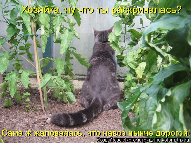 Хозяйка, ну что ты раскричалась? Сама ж жаловалась, что навоз нынче дорогой!... Котоматрица: Хозяйка, ну что ты раскричалась? Сама ж жаловалась, что навоз нынче дорогой!