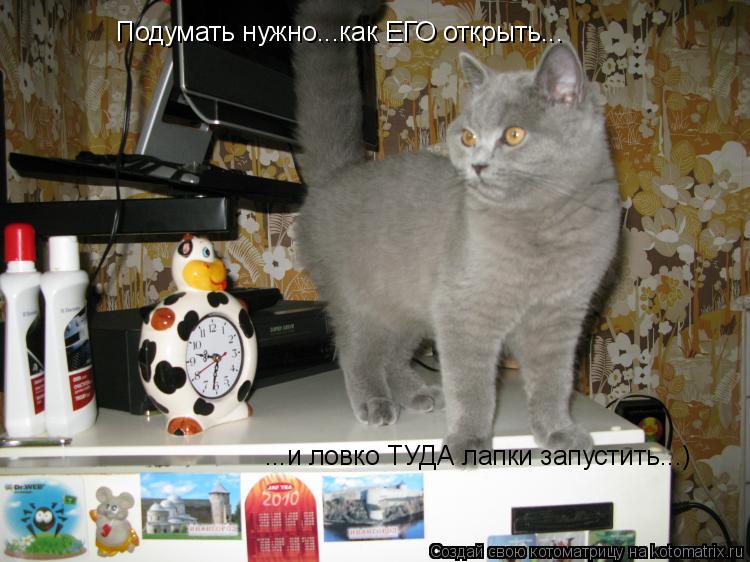 Подумать нужно...как ЕГО открыть... ...и ловко ТУДА лапки запустить...)... Котоматрица: Подумать нужно...как ЕГО открыть... ...и ловко ТУДА лапки запустить...)