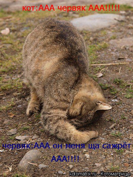 кот:ААА червяк ААА!!!!! червяк:ААА он меня ща сажрёт ААА!!!!... Котоматрица: кот:ААА червяк ААА!!!!! червяк:ААА он меня ща сажрёт ААА!!!!