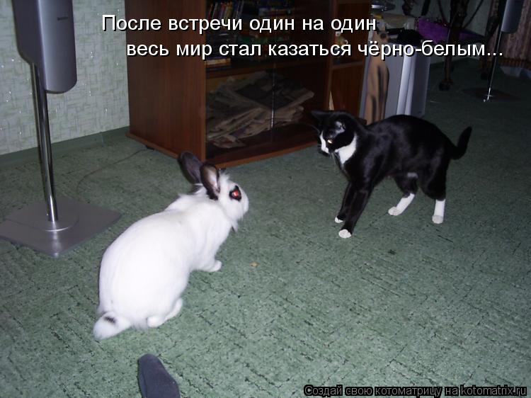 После встречи один на один весь мир стал казаться чёрно-белым...... Котоматрица: После встречи один на один весь мир стал казаться чёрно-белым...
