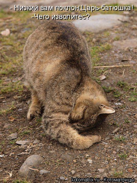 - Низкий вам поклон,Царь-батюшка! -Чего изволитес?... Котоматрица: - Низкий вам поклон,Царь-батюшка! -Чего изволитес?