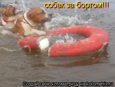 собак за бортом!!! собак за бортом!!!... Котоматрица: собак за бортом!!! собак за бортом!!!
