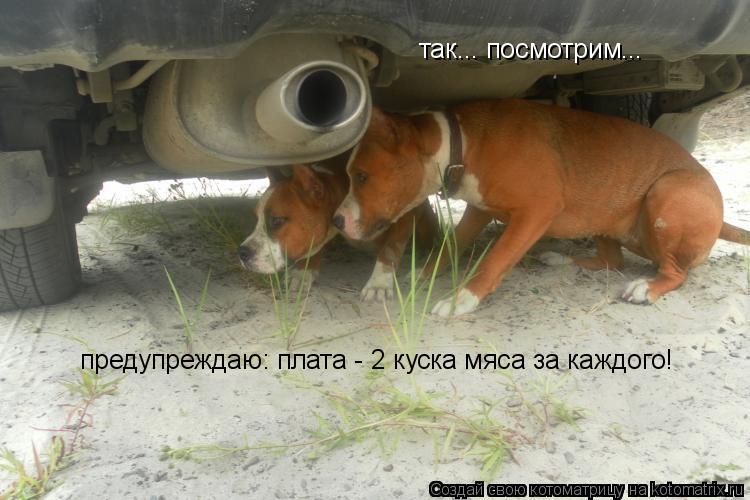 так... посмотрим... предупреждаю: плата - 2 куска мяса за каждого!... Котоматрица: так... посмотрим... предупреждаю: плата - 2 куска мяса за каждого!