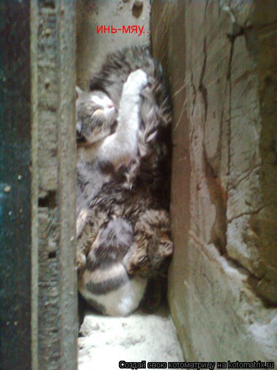 инь-мяу...... Котоматрица: инь-мяу...