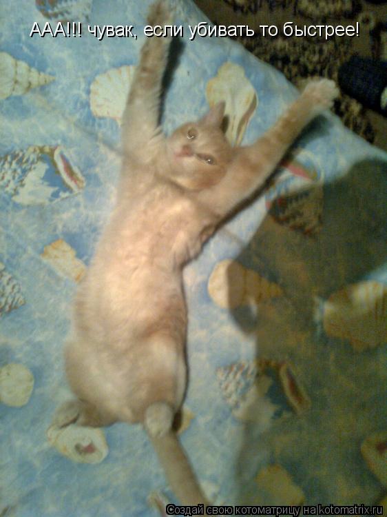 ААА!!! чувак, если убивать то быстрее!... Котоматрица: ААА!!! чувак, если убивать то быстрее!