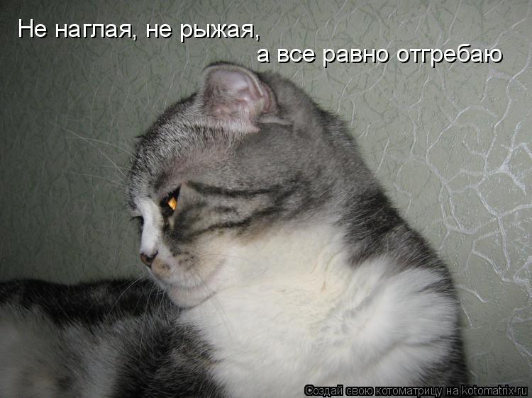 Не наглая, не рыжая, а все равно отгребаю... Котоматрица: Не наглая, не рыжая, а все равно отгребаю