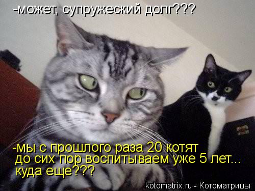 -может, супружеский долг??? -мы с прошлого раза 20 котят до сих пор воспитываем уже 5 лет... куда еще... Котоматрица: -может, супружеский долг??? -мы с прошлого раза 20 котят до сих пор воспитываем уже 5 лет... куда еще???