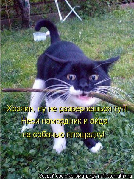 -Хозяин, ну не развернешься тут! Неси намордник и айда на собачью площадку!... Котоматрица: -Хозяин, ну не развернешься тут! Неси намордник и айда на собачью площадку!