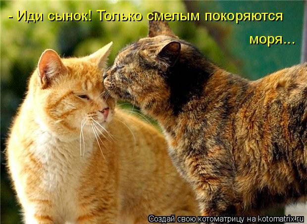 - Иди сынок! Только смелым покоряются моря...... Котоматрица: - Иди сынок! Только смелым покоряются моря...